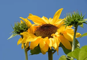 Close-up of a sunflower in full bloom under a bright blue sky, capturing summer's essence. jigsaw puzzle