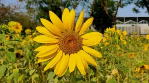 Close-up of a bright sunflower in full bloom during summer. Perfect for floral themes. jigsaw puzzle
