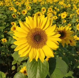 Close-up of a vibrant sunflower in a vast field under the summer sun. jigsaw puzzle
