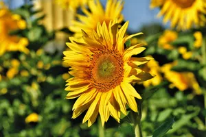 Close-up of a bright sunflower with a blurred green background, capturing summer beauty. jigsaw puzzle