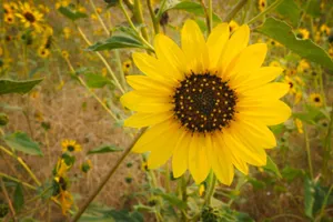Bright yellow sunflower in full bloom surrounded by a field of similar flowers outdoors. jigsaw puzzle
