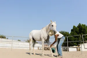 A man caring for a white horse in a sunny rural ranch setting. jigsaw puzzle