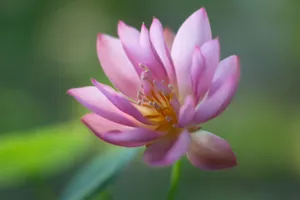 Close-up of a pink lotus flower blossoming, symbolizing purity and tranquility. jigsaw puzzle