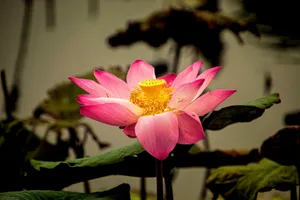 Close-up of a blooming pink lotus with lush green leaves on a serene pond. jigsaw puzzle