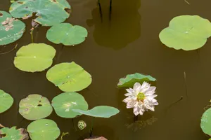 A peaceful scene of a lotus flower surrounded by green lily pads on a still pond. jigsaw puzzle
