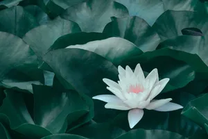 Majestic white lotus flower blossoming in botanical garden with green leaves growing around in daytime jigsaw puzzle