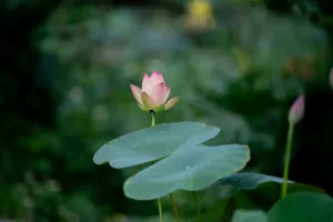 Close-up of a pink lotus flower blooming amidst lush green leaves in a peaceful garden. jigsaw puzzle