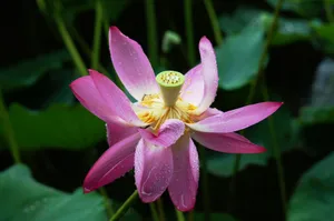 Close-up of a vibrant pink lotus flower with dewdrops on petals. jigsaw puzzle