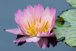 High angle of delicate colorful exotic flower with yellow stamens floating in dark calm water jigsaw puzzle