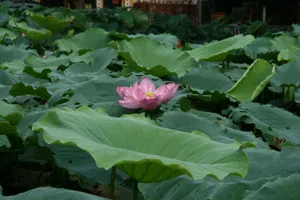 Tranquil scene of a pink lotus flower blooming amidst lush green leaves. jigsaw puzzle