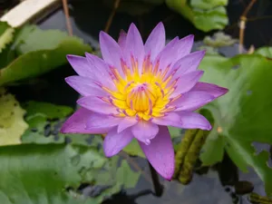A beautiful close-up of a purple water lily in bloom, showcasing nature's vibrant colors. jigsaw puzzle