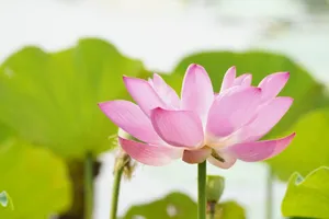 Pink lotus flower blooming in a serene pond, symbolizing purity and tranquility. jigsaw puzzle