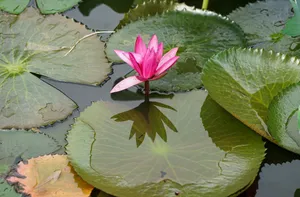 Bright pink water lily blooming amidst lush green lily pads in a serene pond. jigsaw puzzle