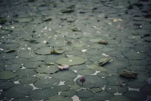 A calm pond filled with green waterlily leaves and a single blooming bud, creating a peaceful nature scene. jigsaw puzzle