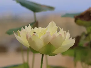 Peaceful lotus flower in soft focus with green leaves, captured outdoors in natural setting. jigsaw puzzle