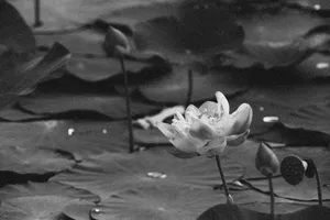 Beautiful black and white capture of a lotus flower blooming on a serene pond. jigsaw puzzle