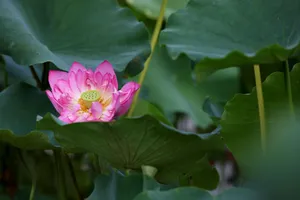 A serene pink lotus bloom surrounded by large green leaves, symbolizing tranquility in nature. jigsaw puzzle