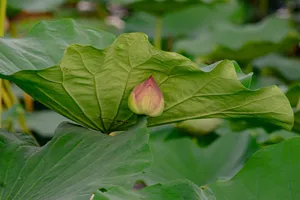 A serene close-up of a lotus bud nestled within vibrant green leaves, showcasing nature's beauty. jigsaw puzzle