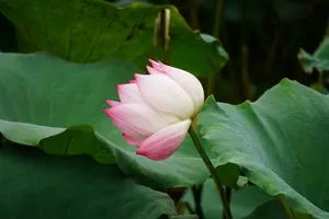 Beautiful pink lotus flower in full bloom surrounded by lush green foliage, capturing nature's delicate elegance. jigsaw puzzle