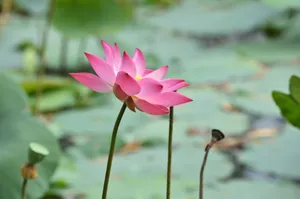 Close-up of a vibrant pink lotus flower blooming amidst green pond leaves, showcasing natural beauty. jigsaw puzzle
