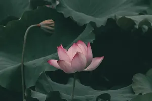 A serene image of a pink lotus flower blooming amidst lush green leaves in a tranquil pond. jigsaw puzzle