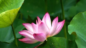 Elegant pink lotus flower captured amidst lush green leaves, showcasing nature's beauty in a tranquil garden. jigsaw puzzle