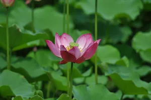 A stunning pink lotus flower amidst lush green leaves. Perfect for nature lovers. jigsaw puzzle