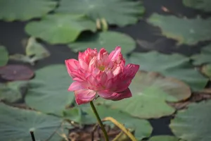 A vibrant pink lotus in bloom surrounded by lush green lily pads on a tranquil pond. jigsaw puzzle