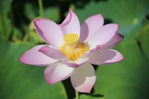 Close-up of a pink lotus flower with visible stamen and petals in bright sunlight. jigsaw puzzle