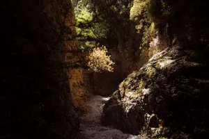 A tree illuminated by sunlight amidst rugged, shadowed canyon walls. jigsaw puzzle