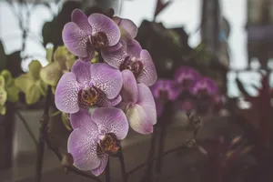 A beautiful close-up of pink orchids in bloom, showcasing nature's elegance. jigsaw puzzle