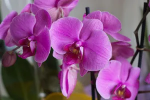 Exquisite Doritaenopsis orchids displaying vibrant pink petals in natural light. jigsaw puzzle