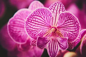 Beautiful close-up image capturing vibrant pink orchids with intricate patterns. jigsaw puzzle
