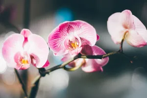 Vibrant pink moth orchids captured in stunning macro detail, showcasing natural beauty. jigsaw puzzle