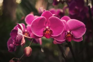 Close-up of beautiful pink Phalaenopsis orchids with soft bokeh background. jigsaw puzzle