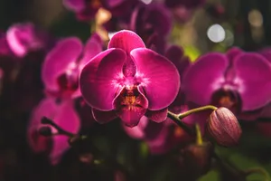 Close-up shot of vibrant purple orchids in full bloom, showcasing delicate petals. jigsaw puzzle