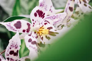 A delicate close-up of a white spotted orchid blossom, showcasing vibrant natural beauty. jigsaw puzzle