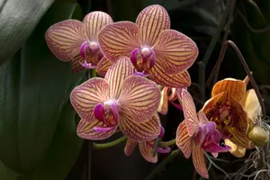 Stunning close-up of vibrant Phalaenopsis orchids in full bloom, showcasing detailed petal patterns. jigsaw puzzle