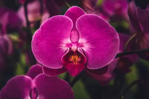 Stunning close-up of a vivid pink Phalaenopsis orchid flower showcasing its natural beauty. jigsaw puzzle