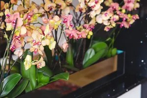A stunning arrangement of vibrant orchids in a modern indoor planter, showcasing their beauty. jigsaw puzzle