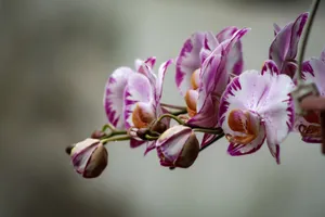 Elegant pink phalaenopsis orchids blooming, showcasing nature's delicate beauty jigsaw puzzle