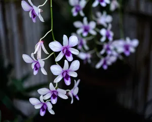 Bright purple orchid flowers with small tender petals growing on thin twigs in rural terrain on blurred background on summer day jigsaw puzzle