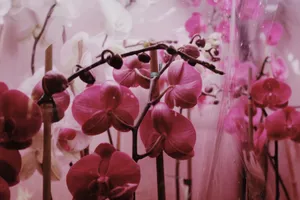 Set of bright pink and white blossoming flowers of orchids growing in glasshouse jigsaw puzzle