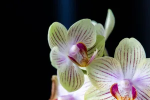 Vibrant moth orchid flowers with delicate petals on a dark background. jigsaw puzzle