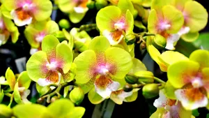 Close-up of vibrant yellow orchids with pink centers, showcasing their delicate beauty. jigsaw puzzle
