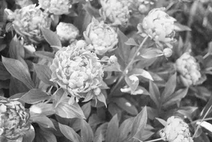 Captivating black and white image of blooming peonies showcasing their intricate petals. jigsaw puzzle