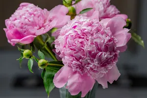 Close-up of vibrant pink peonies in full bloom, captured indoors. Perfect for spring decor ideas. jigsaw puzzle