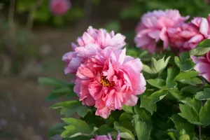 Close-up of vibrant pink peonies in full bloom, showcasing their lush petals and natural beauty. jigsaw puzzle