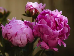 Fresh pink peonies with dew droplets glistening under natural light, capturing their delicate beauty. jigsaw puzzle