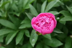 A vivid pink peony bloom surrounded by lush green leaves, showcasing natural beauty and elegance. jigsaw puzzle